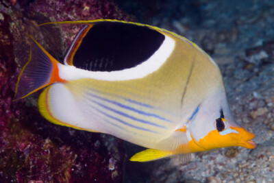 Chaetodon ephippium Chaetodontidae