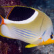 picture of Chaetodon ephippium