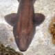 picture of Chiloscyllium griseum