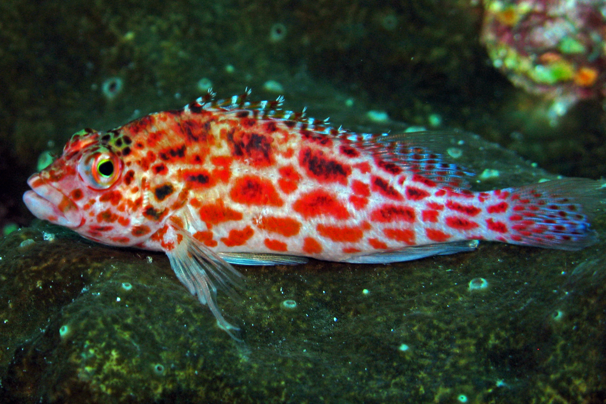 Cirrhitichthys oxycephalus