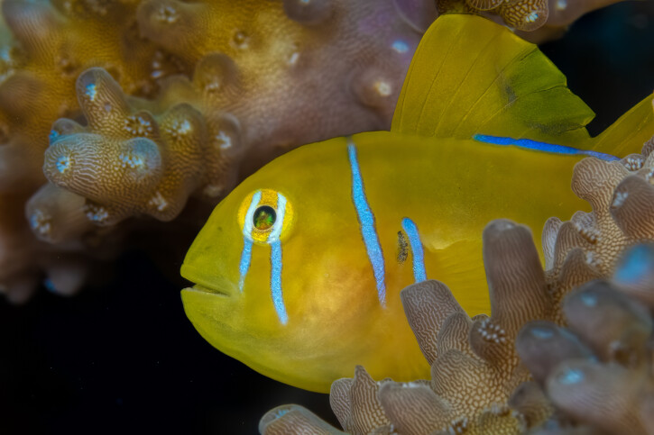 Gobiodon citrinus