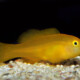 picture of Gobiodon okinawae
