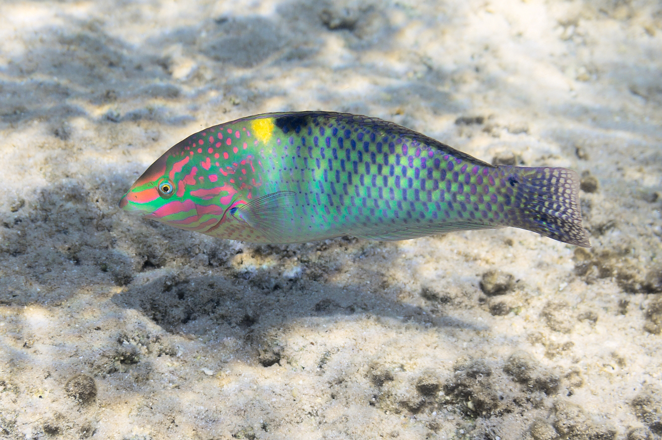 Halichoeres hortulanus