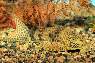 Hypostomus punctatus Loricariidae