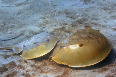 Limulus polyphemus Limulidae