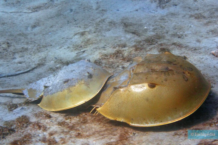 Limulus polyphemus