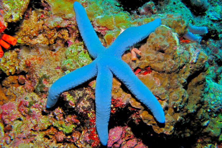 Linckia laevigata