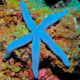 picture of Linckia laevigata