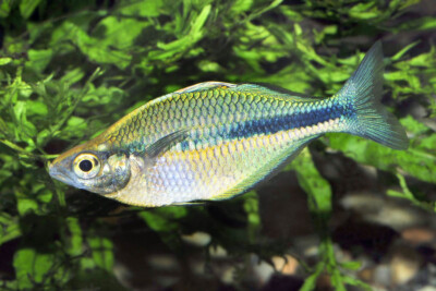 Melanotaenia lacustris Melanotaeniidae