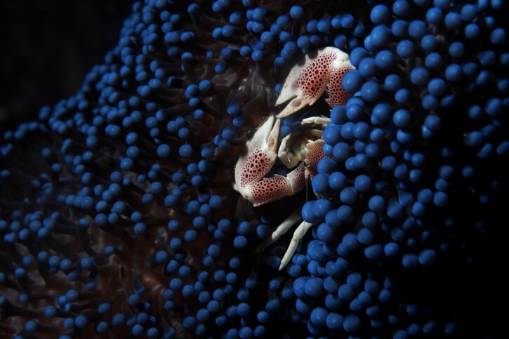 Neopetrolisthes maculatus