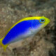 picture of Pseudochromis flavivertex