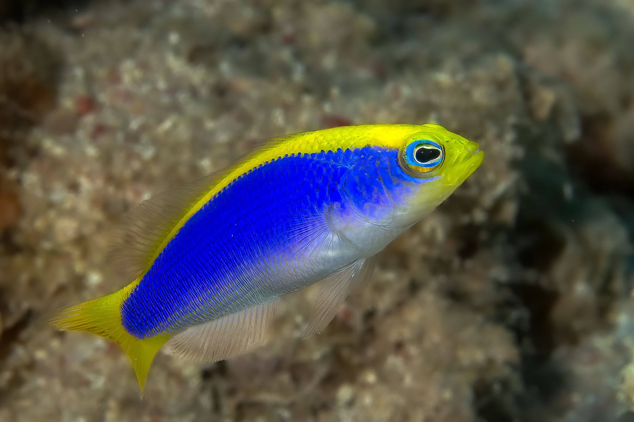 Pseudochromis flavivertex