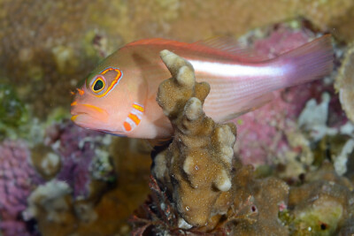 Paracirrhites arcatus Cirrhitidae