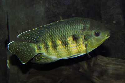 Pelmatolapia mariae Cichlidae