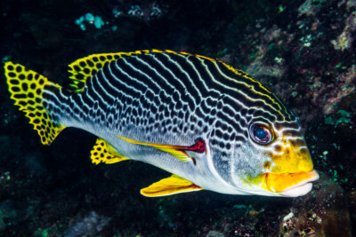 Gaterin à bandes diagonales Haemulidae