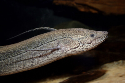 Protopterus annectens Protopteridae