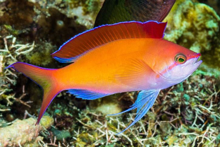 Pseudanthias dispar