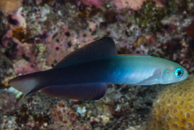Ptereleotris evides Gobiidae