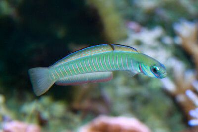 Ptereleotris zebra Microdesmidae