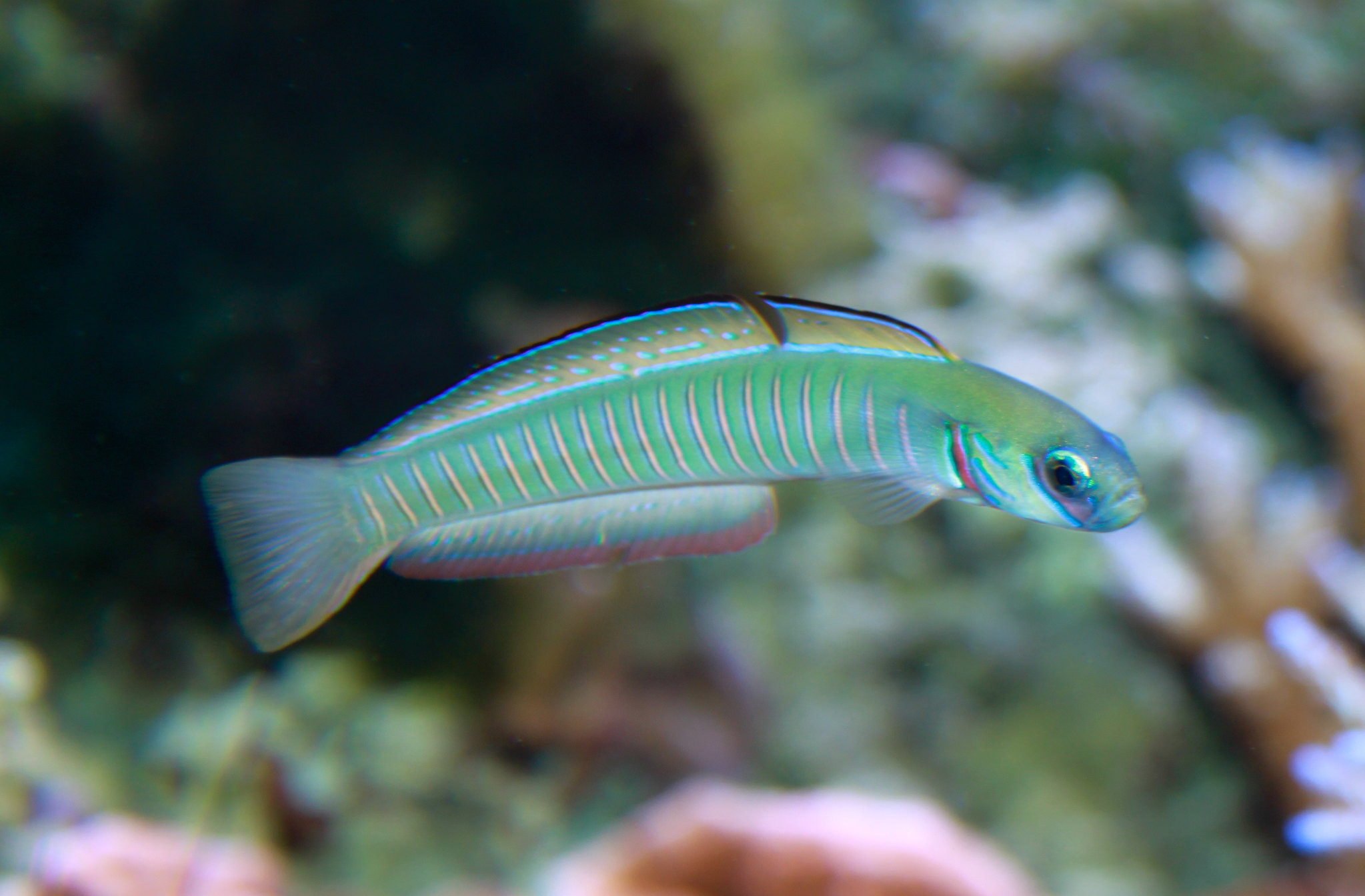 Ptereleotris zebra