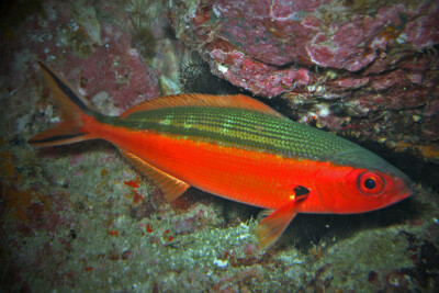 fusilier tricolor Caesionidae