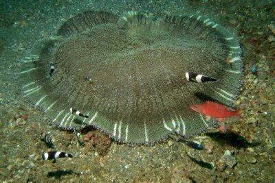 Stichodactyla haddoni stichodactylidae