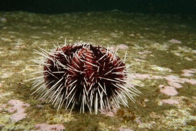 Tripneustes gratilla toxopneustidae