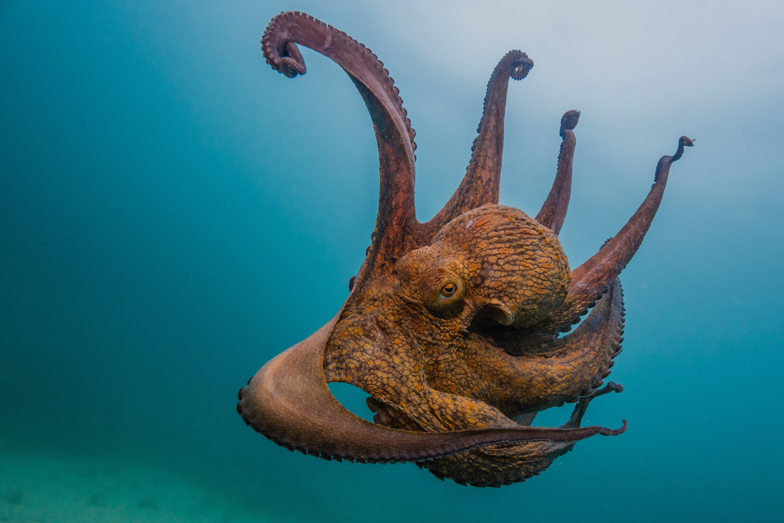 fish fishipedia home