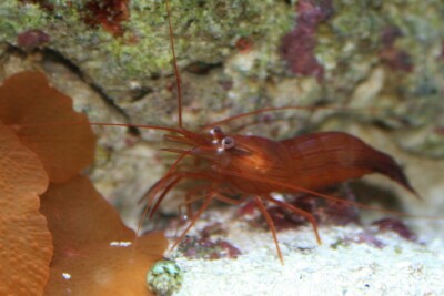 Lysmata wurdemanni Lysmatidae