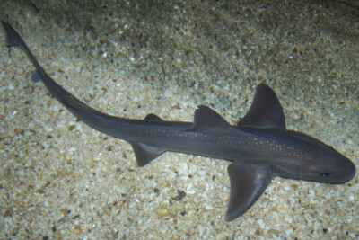 Mustelus mustelus Triakidae