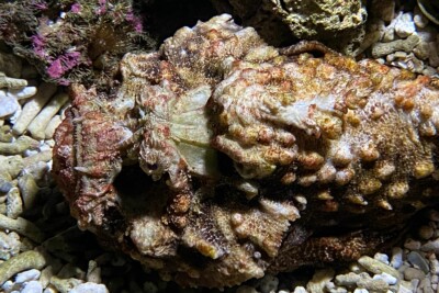 Synanceia horrida Synanceiidae