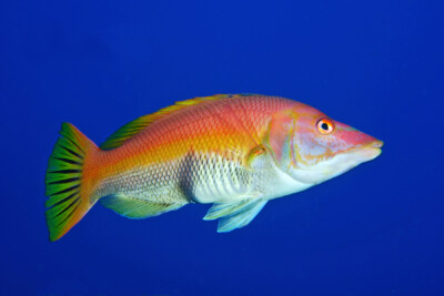 Bodianus scrofa Labridae