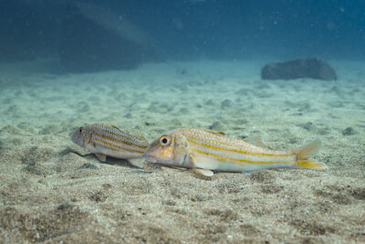 triglia di scoglio Mullidae
