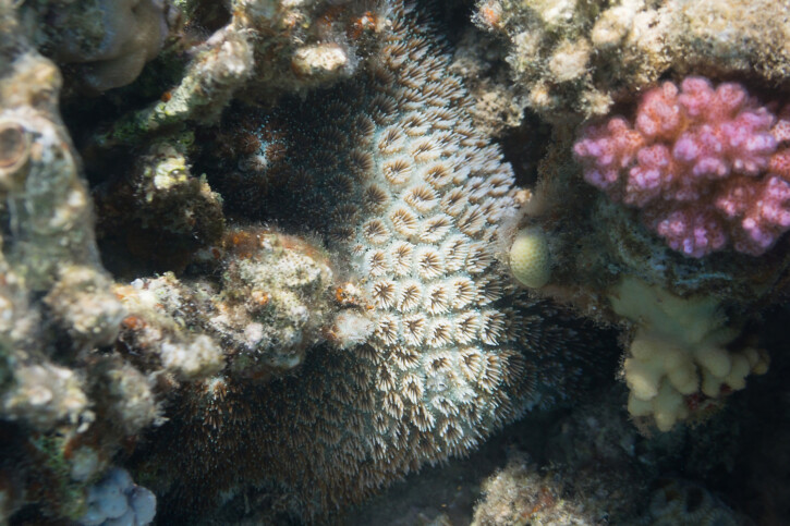 Galaxea fascicularis