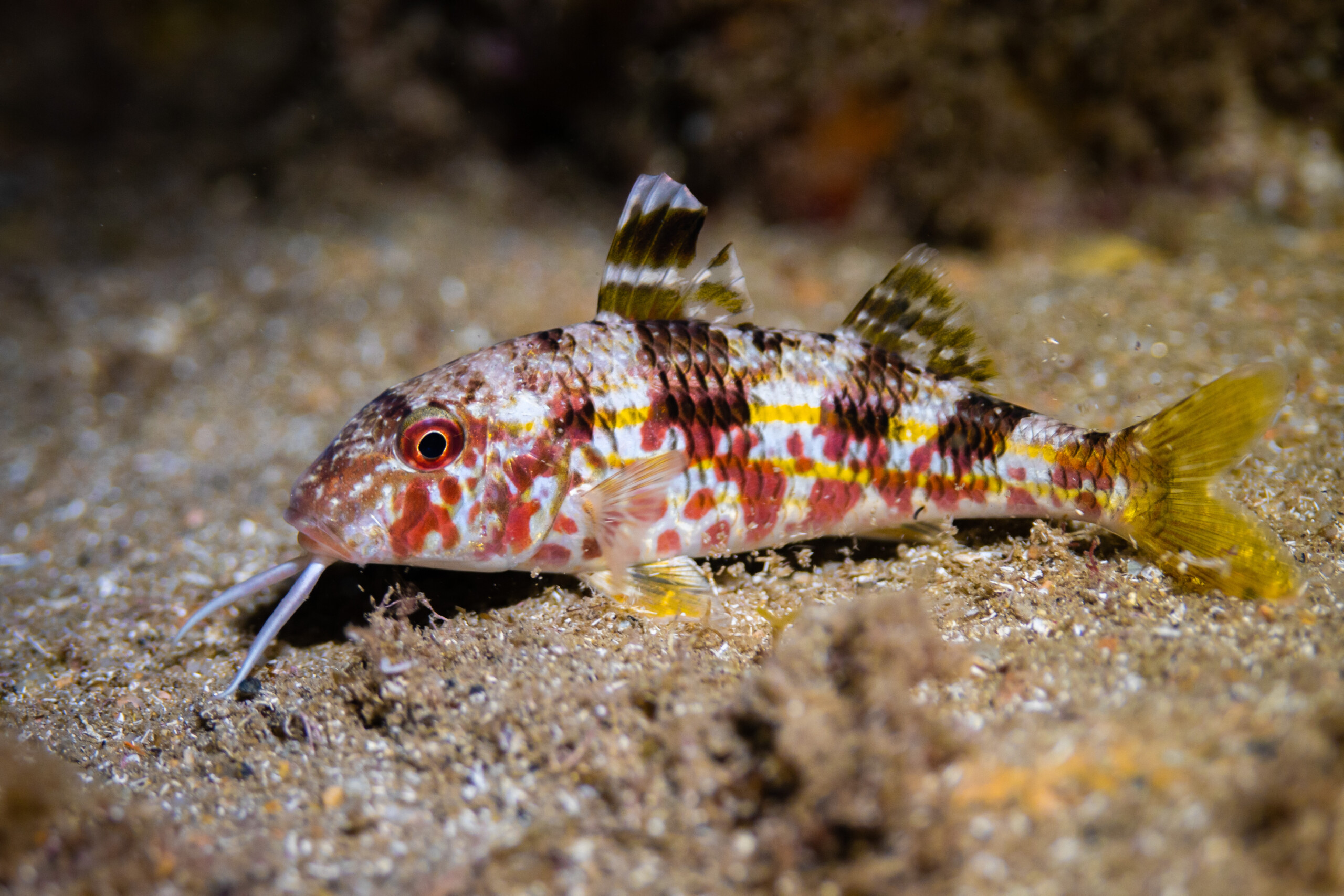 Mullus barbatus