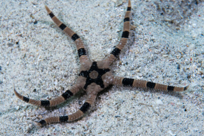 Ophiolepis superba Ophiolepididae