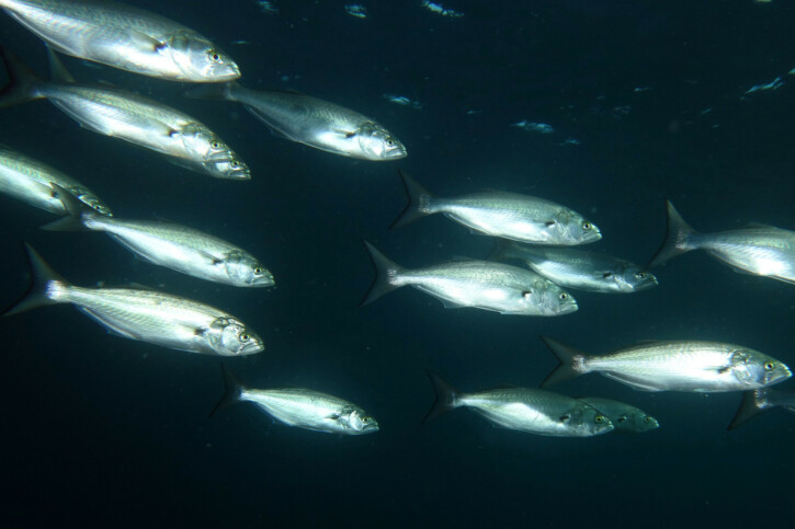 Pomatomus saltatrix - tassergal