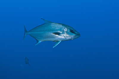 Seriola rivoliana Carangidae