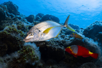 Pseudocaranx dentex Carangidae