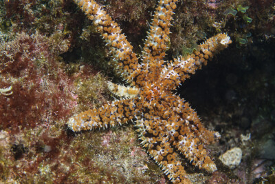 Coscinasterias tenuispina Asteriidae
