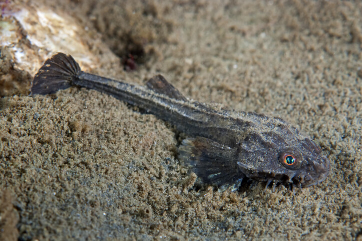 Agonus cataphractus