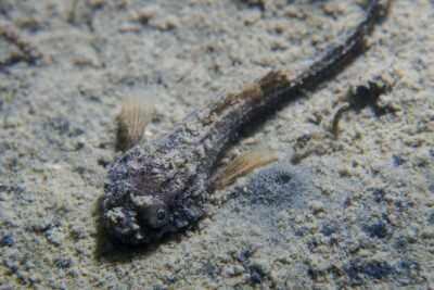 Agonus cataphractus agonidae