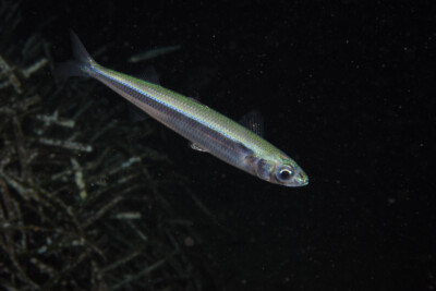 Atherina hepsetus Atherinidae