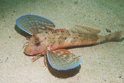 Chelidonichthys lastoviza Triglidae