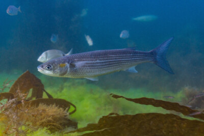 Chelon auratus Mugilidae