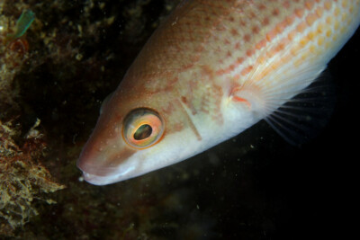 Ctenolabrus rupestris Labridae
