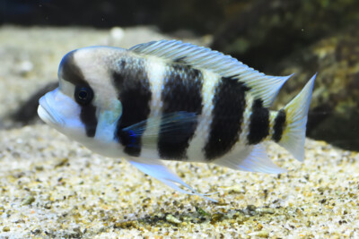 Cyphotilapia gibberosa Cichlidae