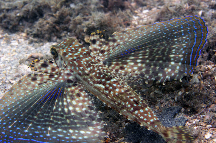 Dactylopterus volitans - pesce civetta