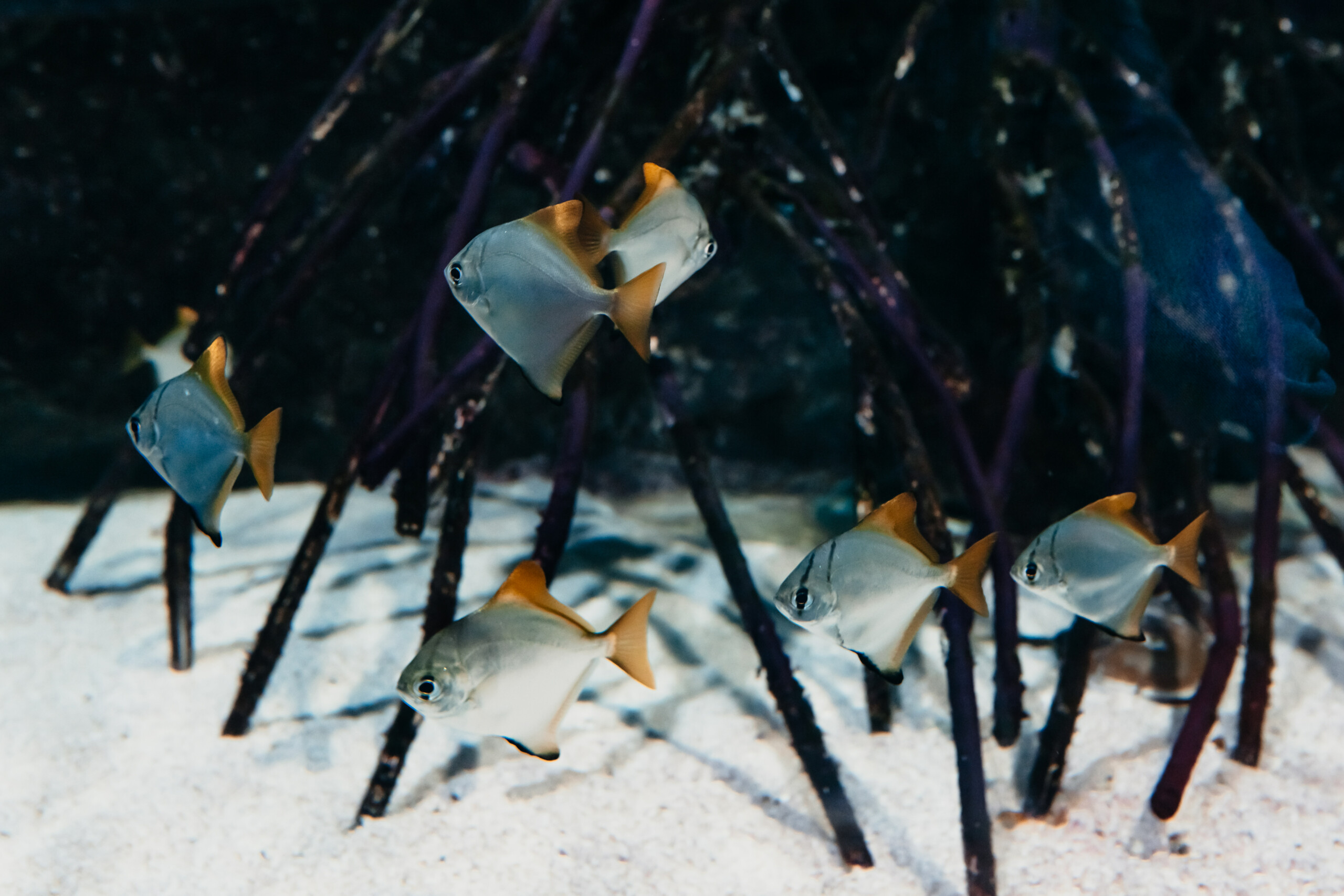 fishes picture