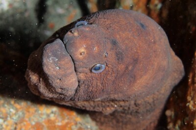 murena nera Muraenidae